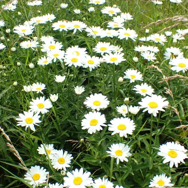 thumbnail for publication: Leucanthemum x superbum: Shasta Daisy